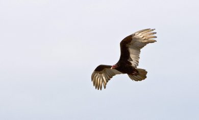 Image 03